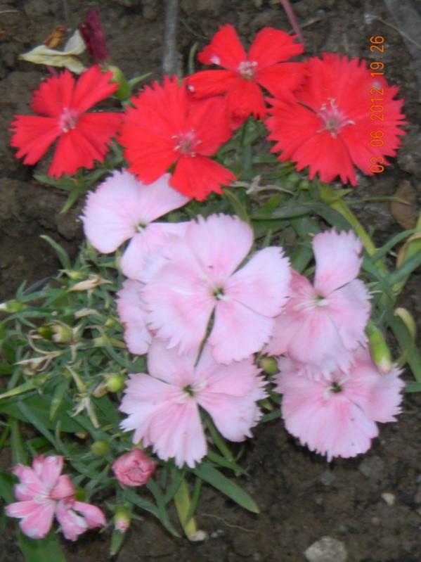 Name:  DSCN1298.jpg
Views: 841
Size:  57.8 KB