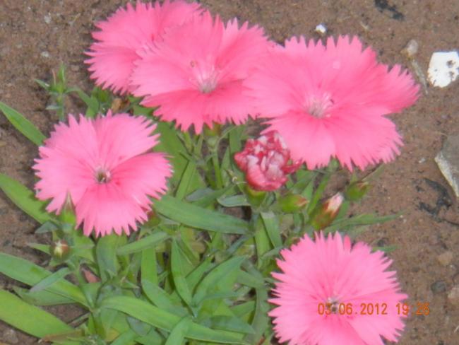 Name:  DSCN1299.jpg
Views: 801
Size:  42.4 KB
