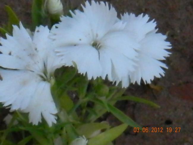 Name:  DSCN1301.jpg
Views: 803
Size:  27.7 KB