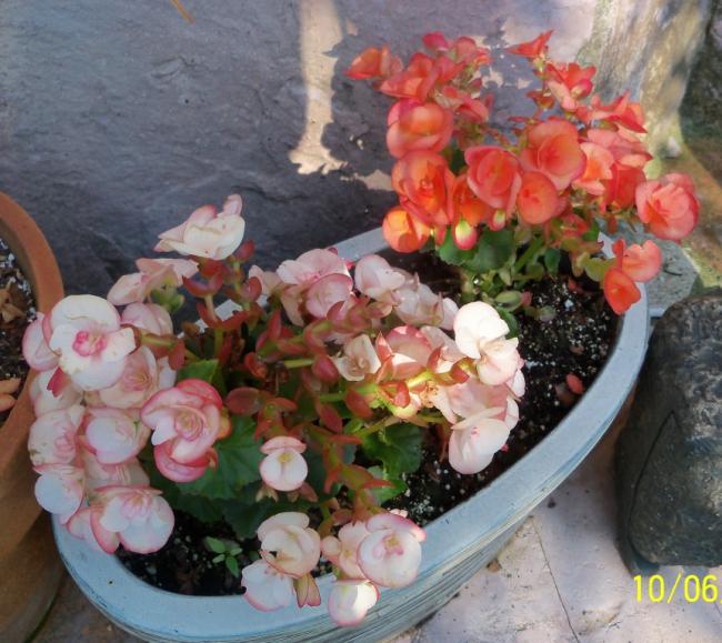 Name:  100_5388.jpg
Views: 585
Size:  62.1 KB