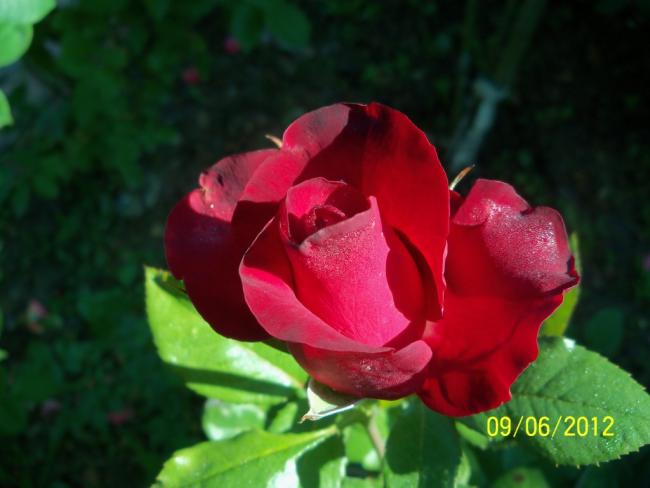 Name:  100_4918.jpg
Views: 587
Size:  32.3 KB