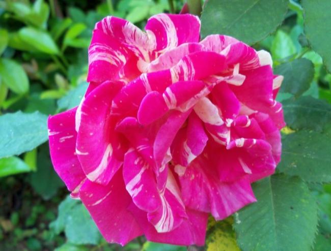 Name:  100_4936.jpg
Views: 583
Size:  44.5 KB