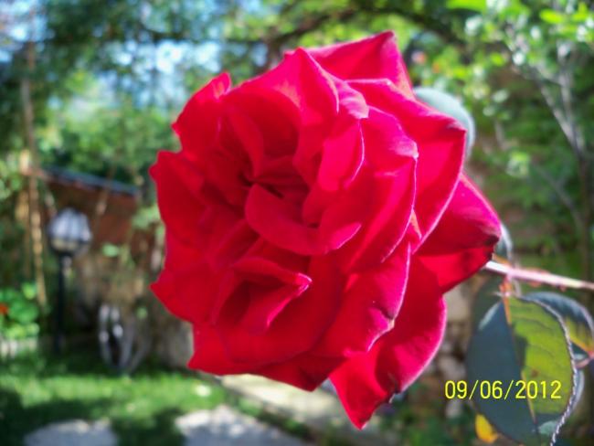 Name:  100_4981.jpg
Views: 575
Size:  38.8 KB