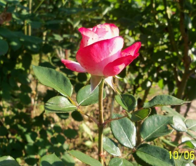 Name:  100_5461.jpg
Views: 548
Size:  57.6 KB
