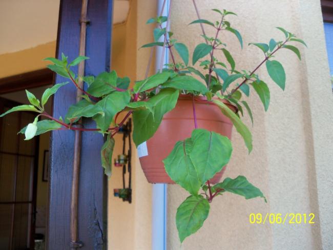 Name:  100_4835.jpg
Views: 603
Size:  40.6 KB