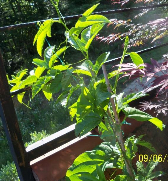 Name:  100_4999.jpg
Views: 601
Size:  75.0 KB