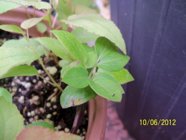 Name:  100_5257.jpg
Views: 567
Size:  32.8 KB