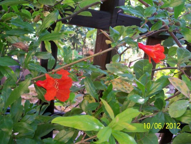 Name:  100_5411.jpg
Views: 657
Size:  62.8 KB
