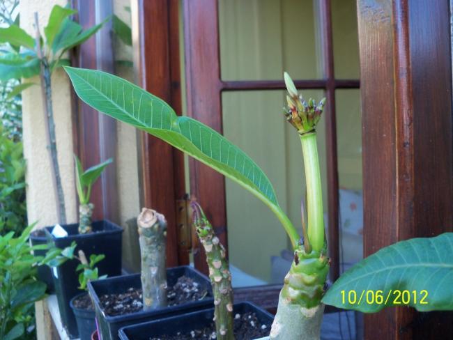Name:  100_5374.jpg
Views: 578
Size:  44.1 KB