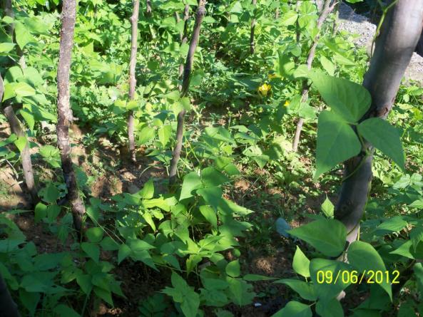 Name:  100_4959.jpg
Views: 638
Size:  72.4 KB