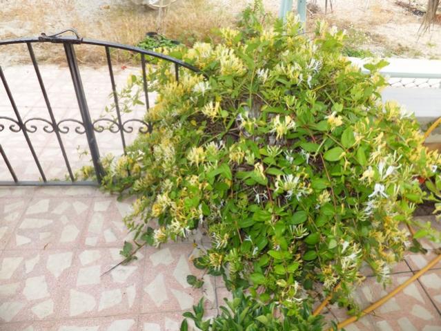 Name:  DSCF3031.jpg
Views: 386
Size:  68.5 KB