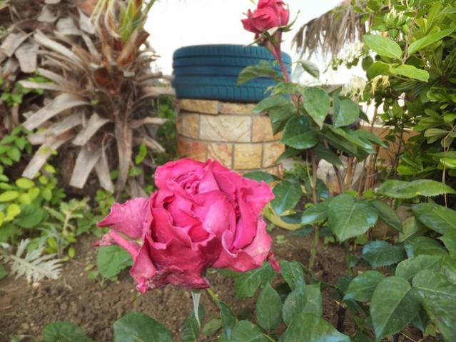 Name:  DSCF3057.jpg
Views: 423
Size:  55.9 KB