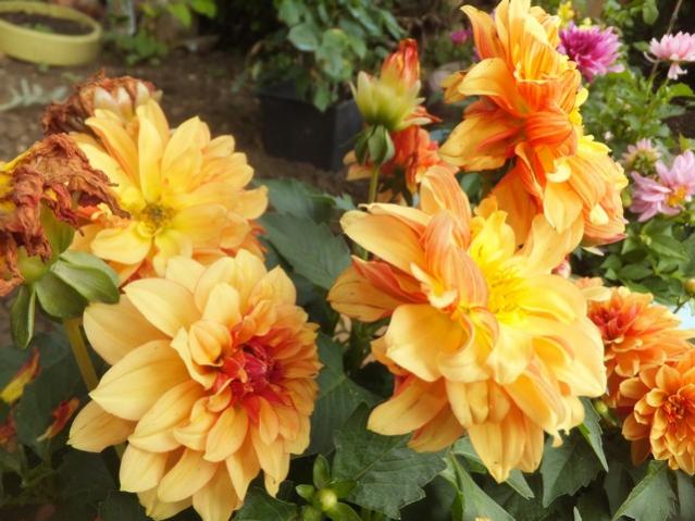 Name:  DSCF3063.jpg
Views: 366
Size:  53.5 KB