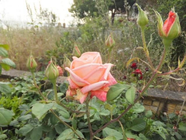 Name:  DSCF3070.jpg
Views: 360
Size:  53.4 KB