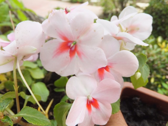 Name:  DSCF3082.jpg
Views: 360
Size:  66.3 KB