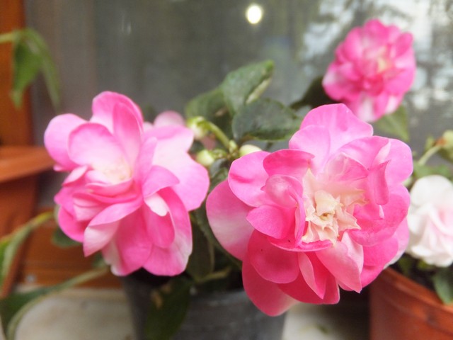 Name:  DSCF3083.jpg
Views: 359
Size:  63.1 KB
