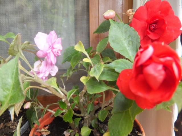 Name:  DSCF3085.jpg
Views: 381
Size:  46.5 KB