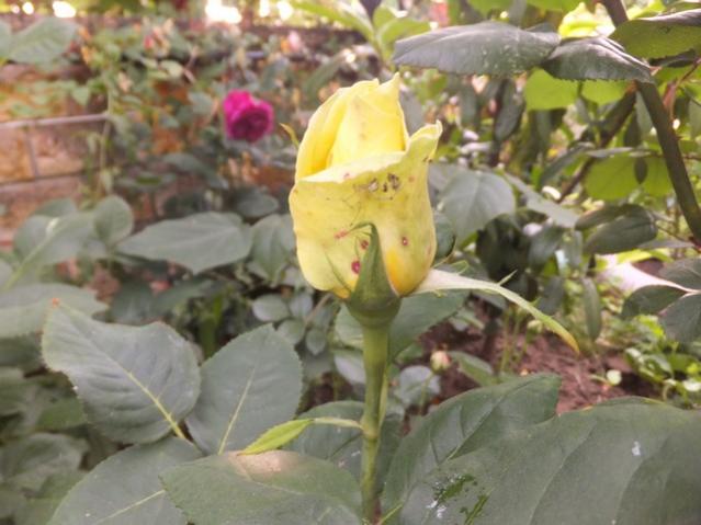 Name:  DSCF3086.jpg
Views: 356
Size:  42.9 KB