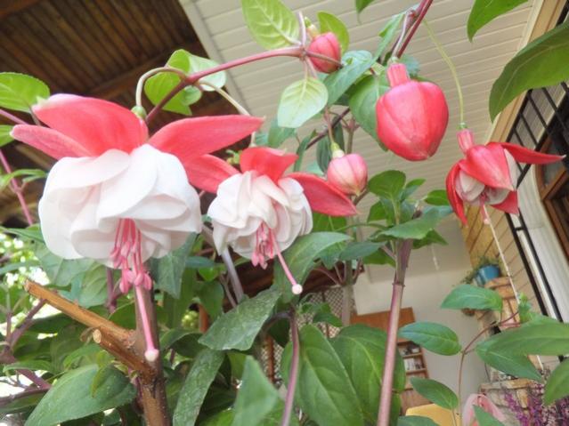 Name:  DSCF3281.jpg
Views: 370
Size:  50.7 KB