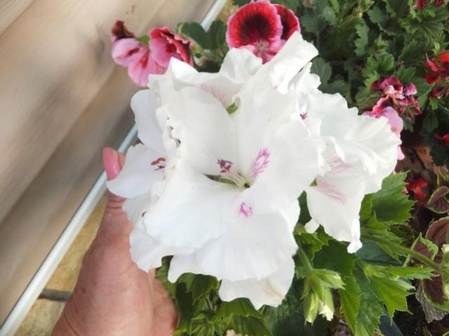 Name:  DSCF3288.jpg
Views: 377
Size:  38.1 KB