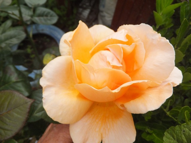 Name:  DSCF3292.jpg
Views: 366
Size:  65.0 KB