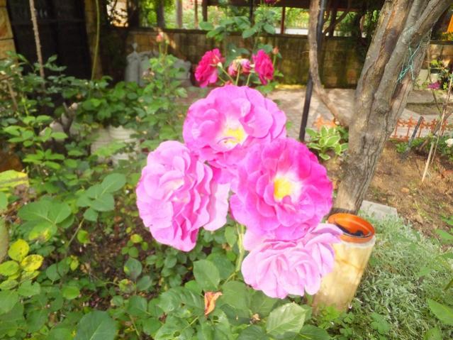 Name:  DSCF3301.jpg
Views: 509
Size:  62.6 KB