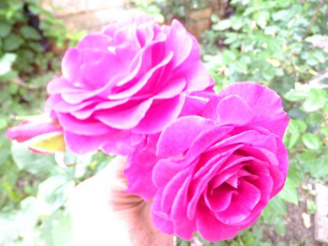 Name:  DSCF3309.jpg
Views: 455
Size:  41.6 KB