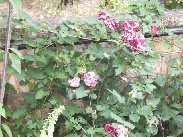 Name:  DSCF3312.jpg
Views: 477
Size:  68.6 KB