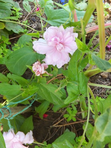 Name:  DSCF3316.jpg
Views: 445
Size:  69.7 KB