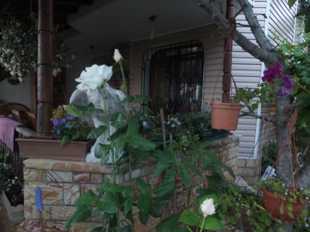 Name:  DSCF3321.jpg
Views: 456
Size:  46.9 KB