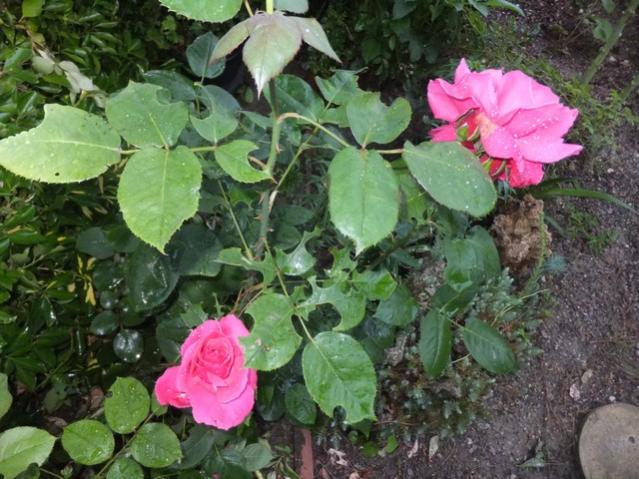 Name:  DSCF3323.jpg
Views: 464
Size:  61.8 KB