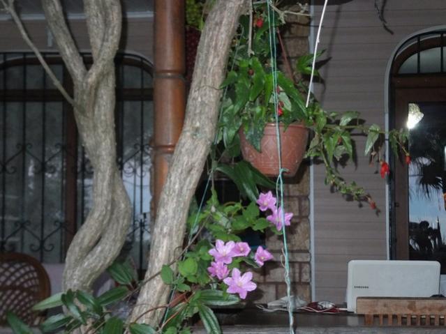 Name:  DSCF3327.jpg
Views: 436
Size:  47.1 KB