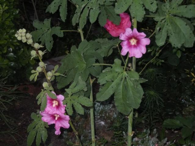 Name:  DSCF3329.jpg
Views: 431
Size:  46.2 KB