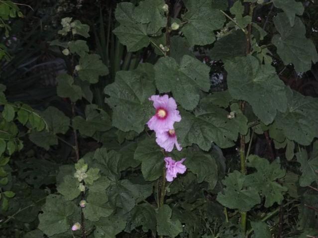 Name:  DSCF3330.jpg
Views: 437
Size:  42.1 KB