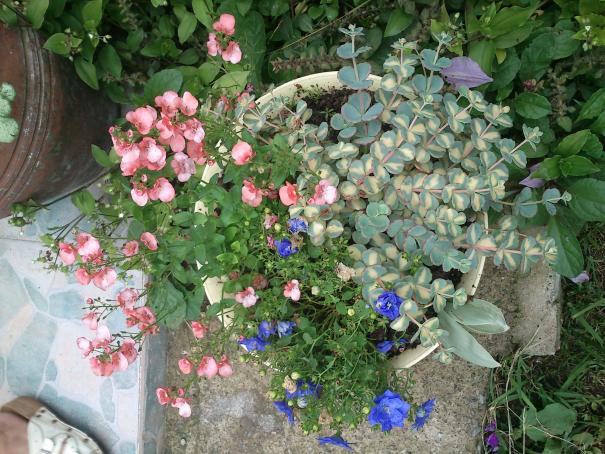 Name:  DSC_0331.jpg
Views: 1039
Size:  71.3 KB