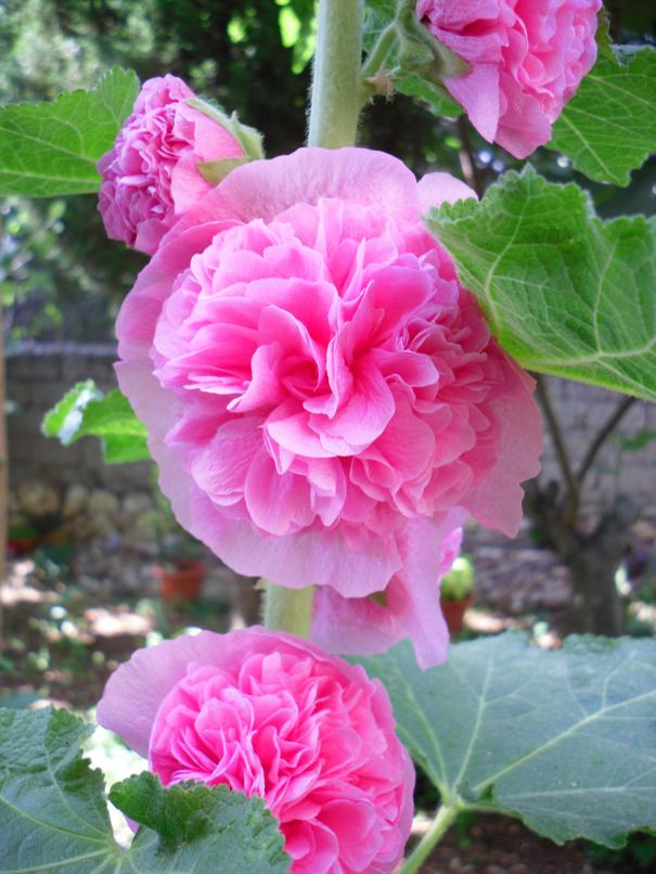 Name:  SDC14097 copy copy.jpg
Views: 572
Size:  72.1 KB