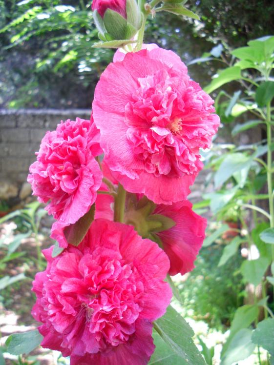 Name:  SDC14099 copy copy.jpg
Views: 583
Size:  75.1 KB