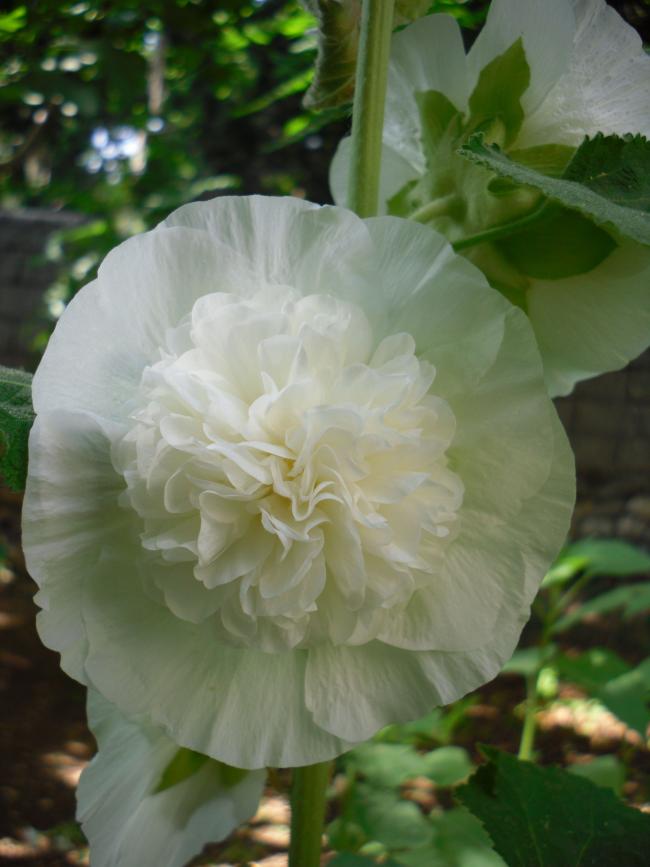 Name:  SDC14100 copy copy.jpg
Views: 599
Size:  52.0 KB