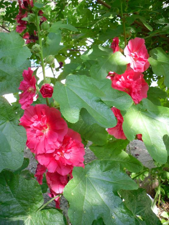 Name:  SDC14102 copy copy.jpg
Views: 582
Size:  74.7 KB