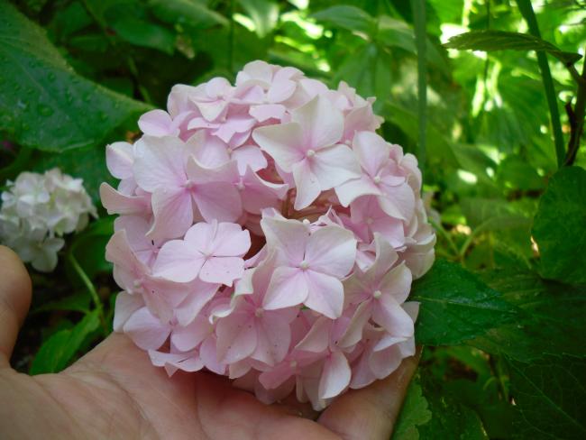 Name:  SDC14103 copy copy.jpg
Views: 590
Size:  42.3 KB