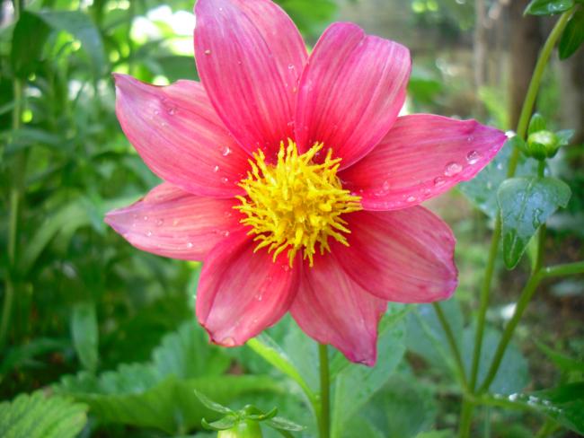 Name:  SDC14105 copy copy.jpg
Views: 680
Size:  43.7 KB