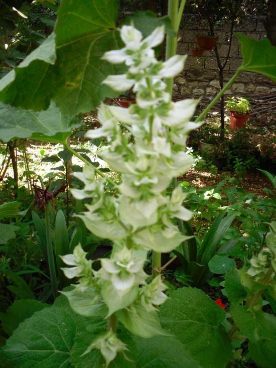 Name:  SDC14107 copy copy.jpg
Views: 660
Size:  73.6 KB