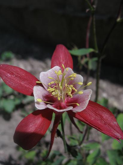 Name:  haseki.JPG
Views: 1228
Size:  33.1 KB