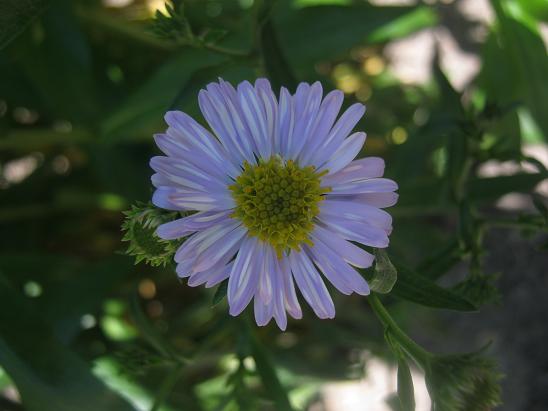 Name:  aster1.JPG
Views: 1155
Size:  39.3 KB