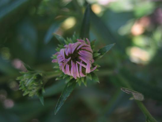 Name:  aster.JPG
Views: 1116
Size:  32.0 KB