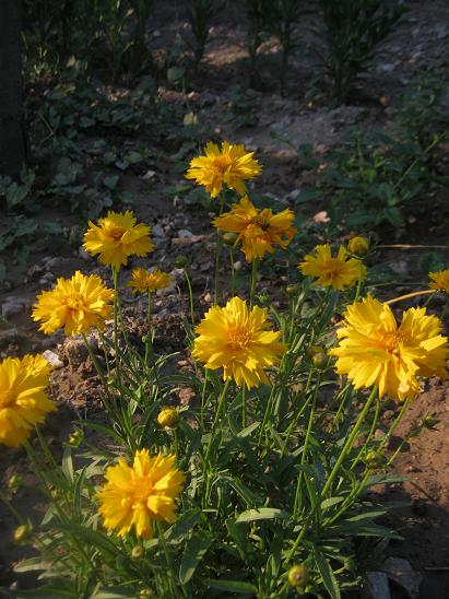 Name:  coreopsis g..JPG
Views: 972
Size:  62.5 KB