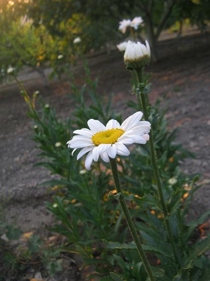 Name:  papatya3.JPG
Views: 1249
Size:  38.6 KB
