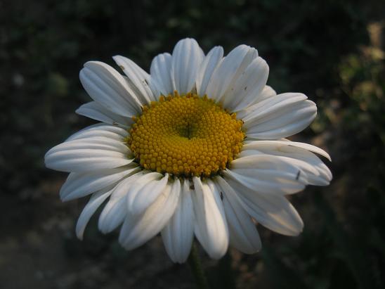 Name:  papatya.JPG
Views: 1234
Size:  37.6 KB