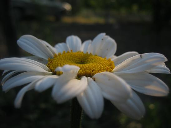 Name:  papatya1.JPG
Views: 1177
Size:  32.7 KB