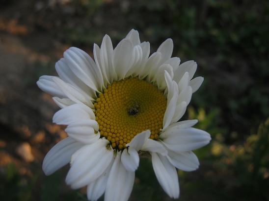 Name:  papatya 2.JPG
Views: 1187
Size:  35.9 KB